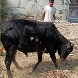 Rescued to Safe Shelter after