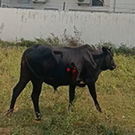 Rescued to Safe Shelter before