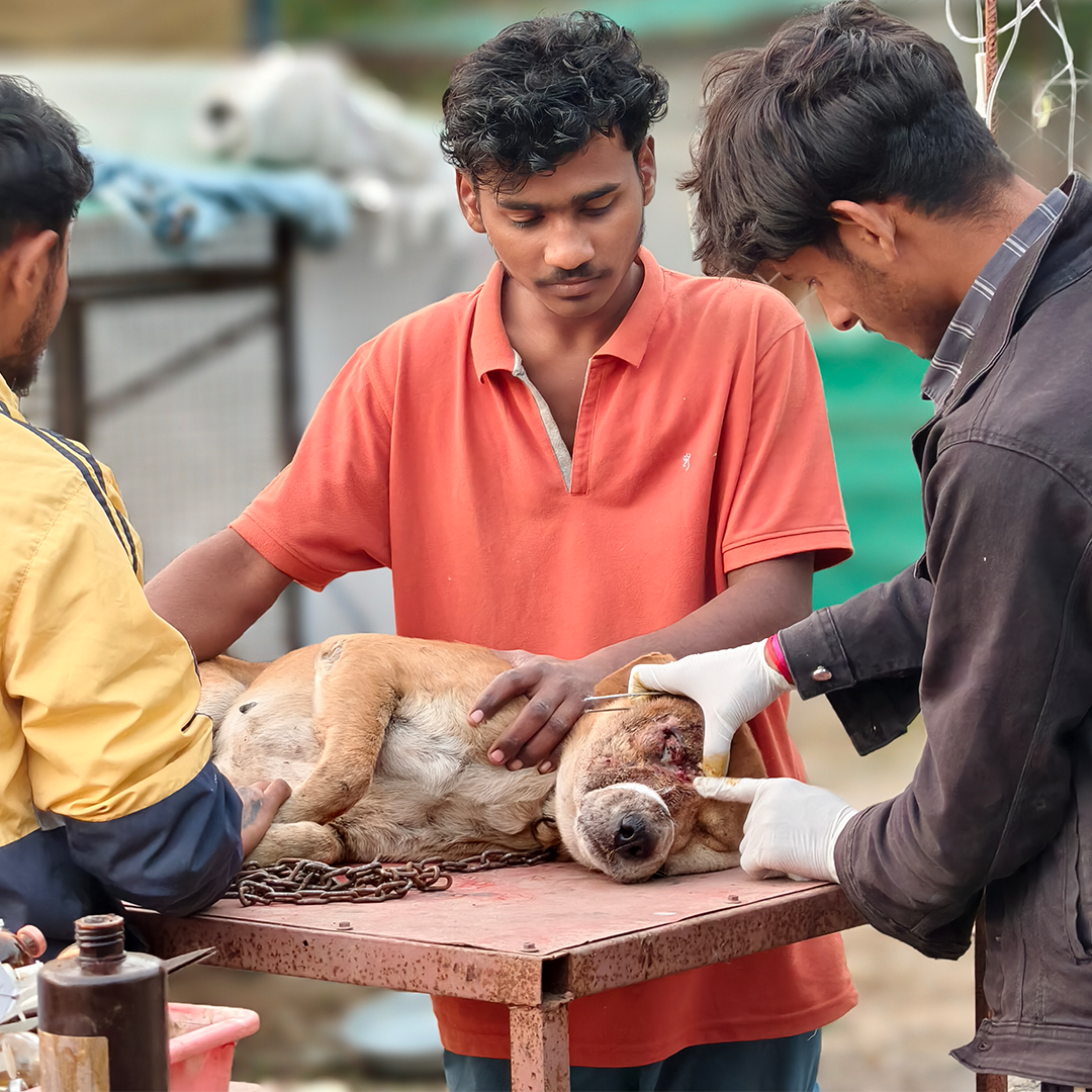 Radha Madhav Sewa Kunj Shelter care