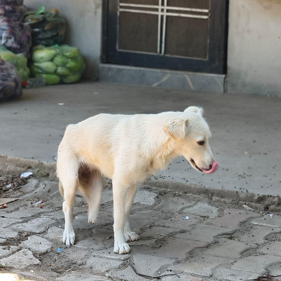 Animal adoption