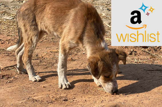 Radha Madhav Sewa Kunj 