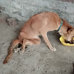 Radha Madhav Sewa Kunj