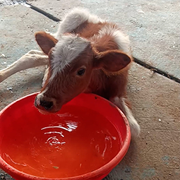 Radha Madhav Sewa Kunj