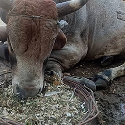 Radha Madhav Sewa Kunj