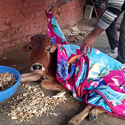 Radha Madhav Sewa Kunj