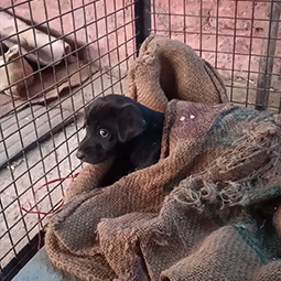 Radha Madhav Sewa Kunj