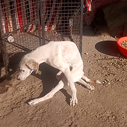 Radha Madhav Sewa Kunj