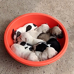 Radha Madhav Sewa Kunj