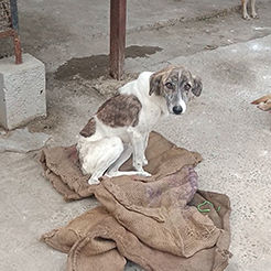 Radha Madhav Sewa Kunj