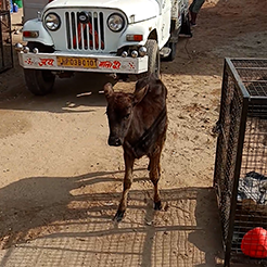 Radha Madhav Sewa Kunj