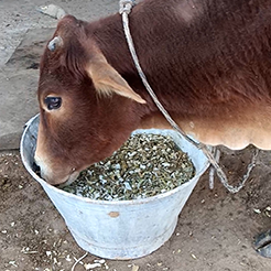 Radha Madhav Sewa Kunj