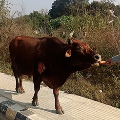Radha Madhav Sewa Kunj