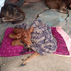 Radha Madhav Sewa Kunj