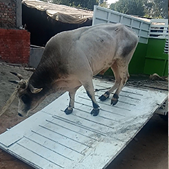 Radha Madhav Sewa Kunj