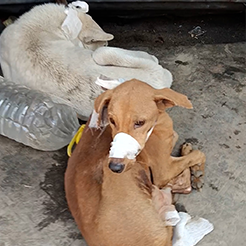 Radha Madhav Sewa Kunj