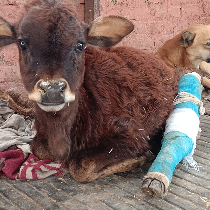 Radha Madhav Sewa Kunj