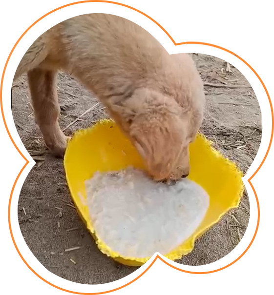 Radha Madhav Sewa Kunj