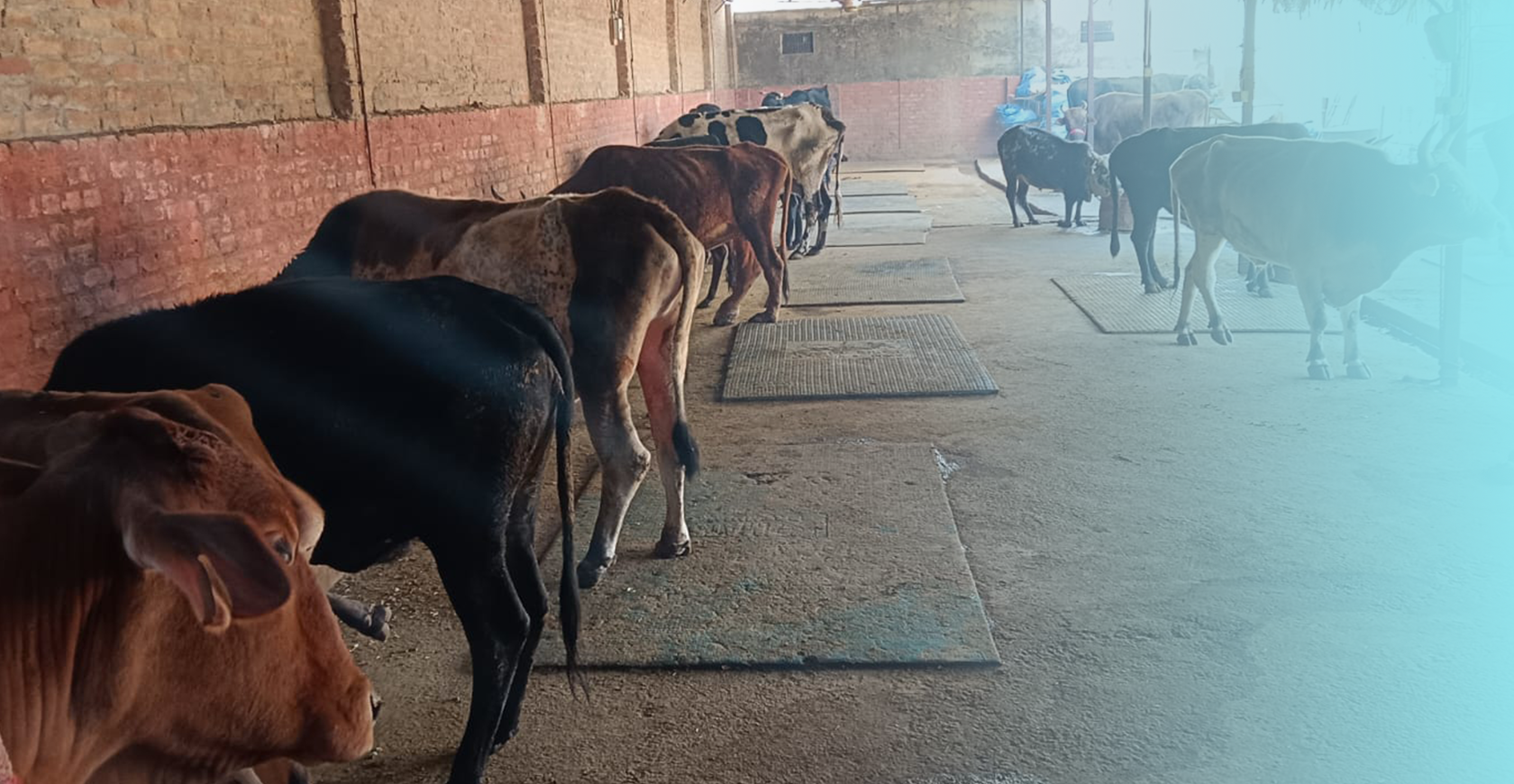 Radha Madhav Sewa Kunj