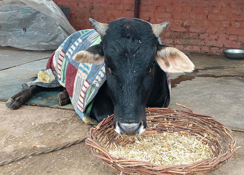 Radha Madhav Sewa Kunj