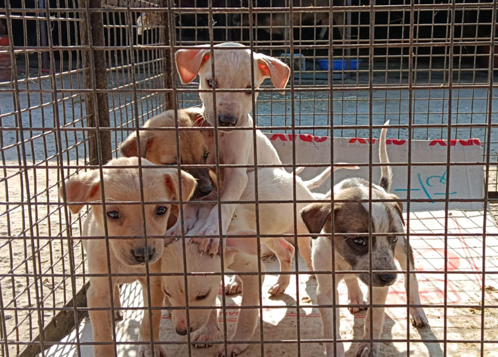 Radha Madhav Sewa Kunj