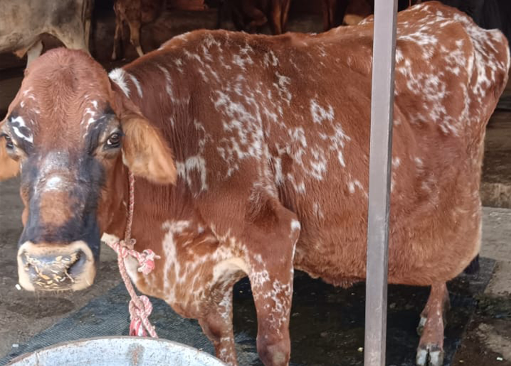 Radha Madhav Sewa Kunj