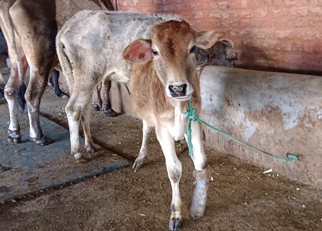 Radha Madhav Sewa Kunj