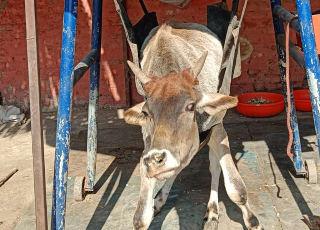 Radha Madhav Sewa Kunj