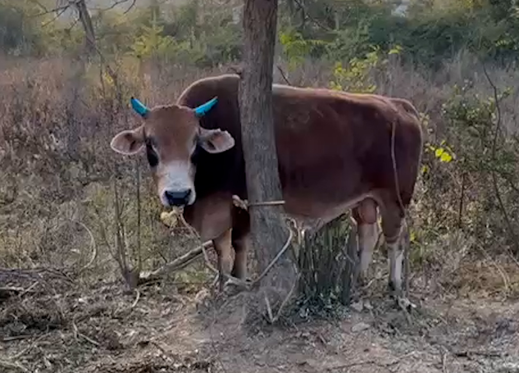 Radha Madhav Sewa Kunj