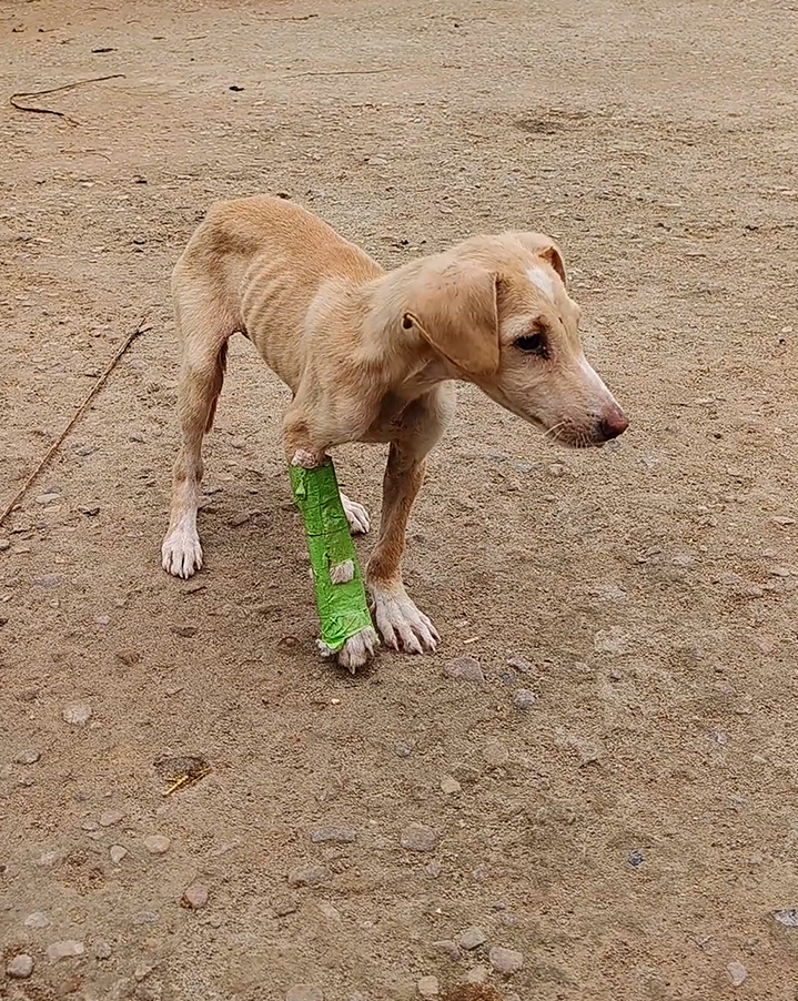 Radha Madhav Sewa Kunj