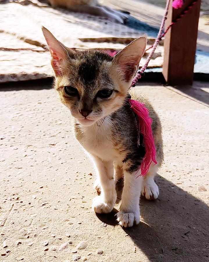 Radha Madhav Sewa Kunj