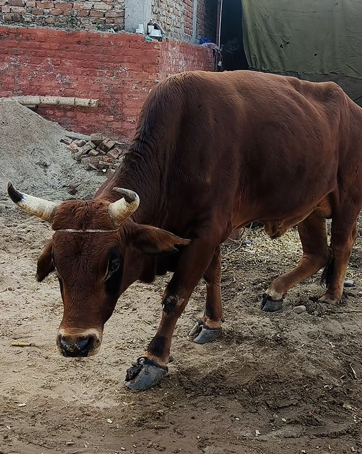 Radha Madhav Sewa Kunj