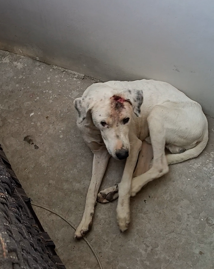 Radha Madhav Sewa Kunj