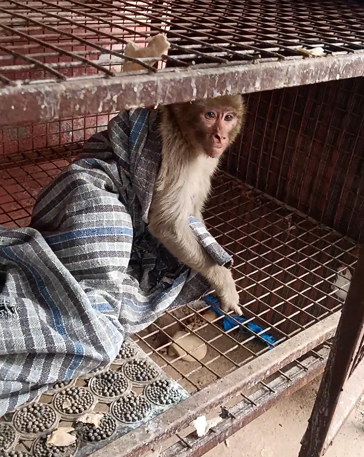 Radha Madhav Sewa Kunj